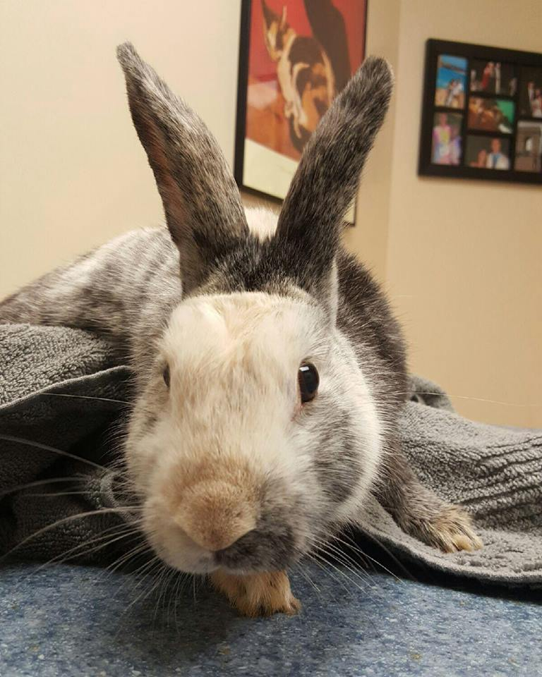 Rabbit on table with towel