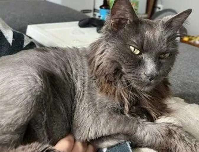 Lulu the gray cat Lulu the gray cat