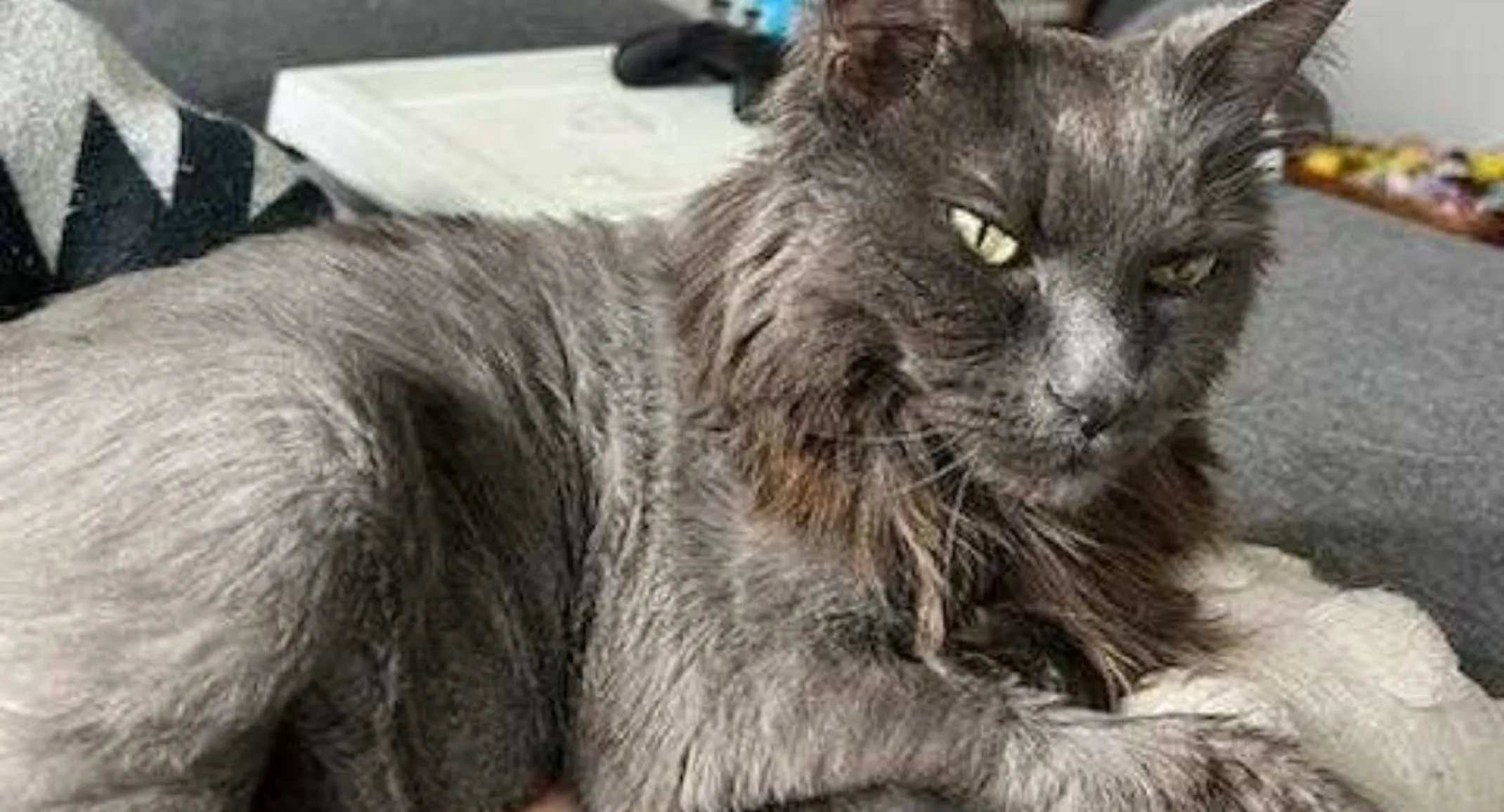 Lulu the gray cat Lulu the gray cat