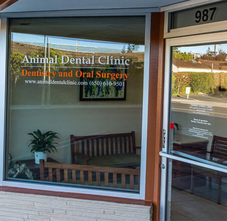 Outside of clinic with window reading "Animal Dental Clinic - Dentistry and Oral Surgery"