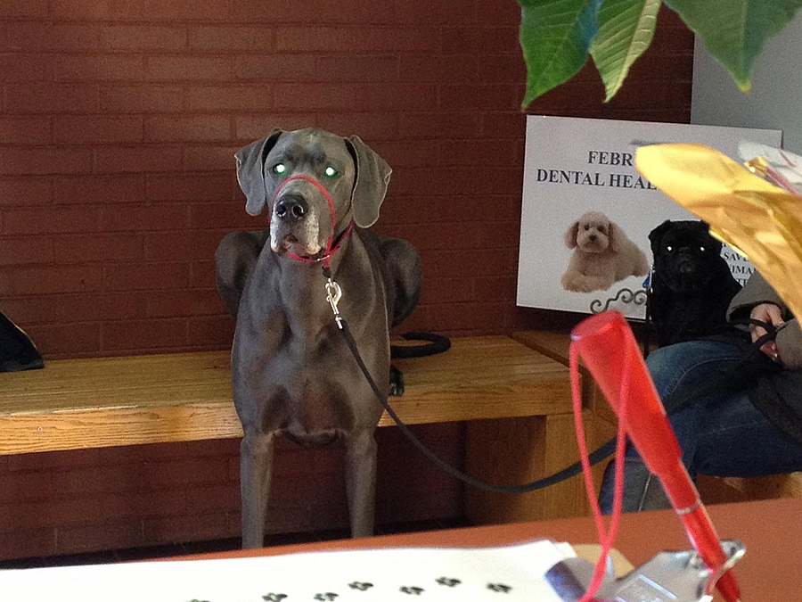 dog sitting on bench