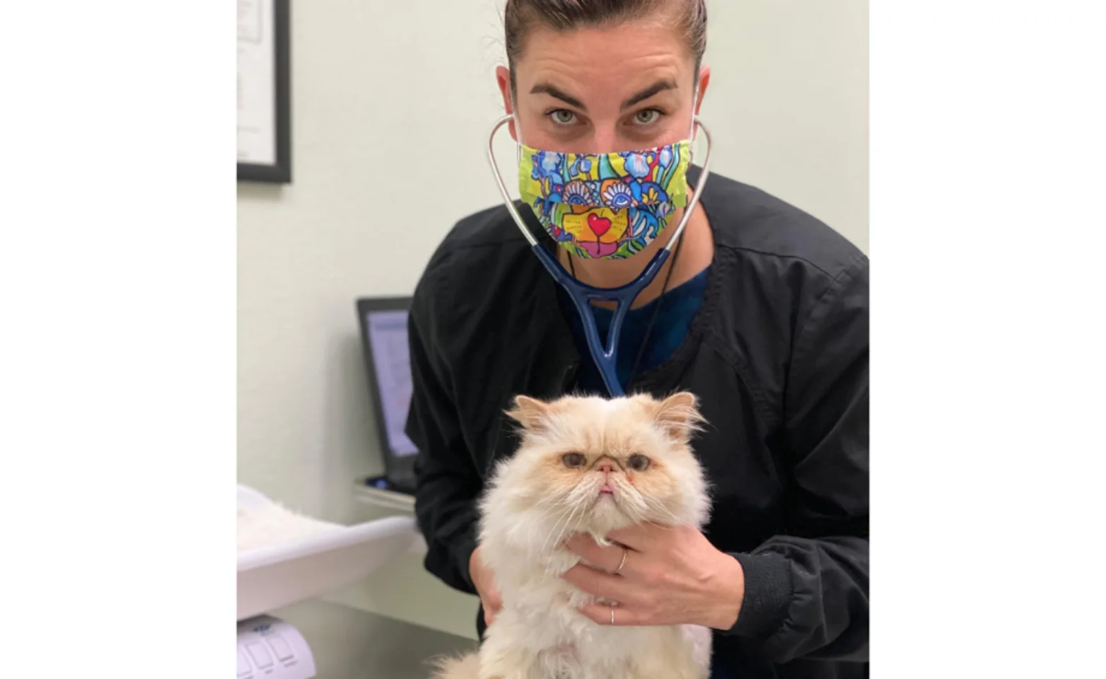 Masked Lombard Staff Member Holding White Cat Masked Lombard Staff Member Holding White Cat