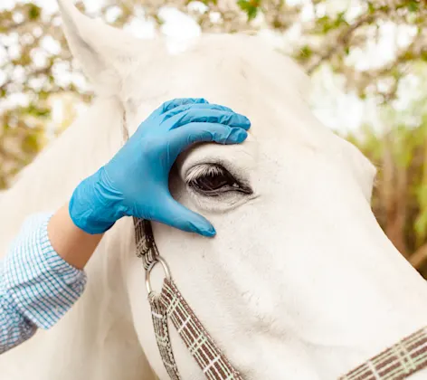 White horse having its eye examined White horse having its eye examined