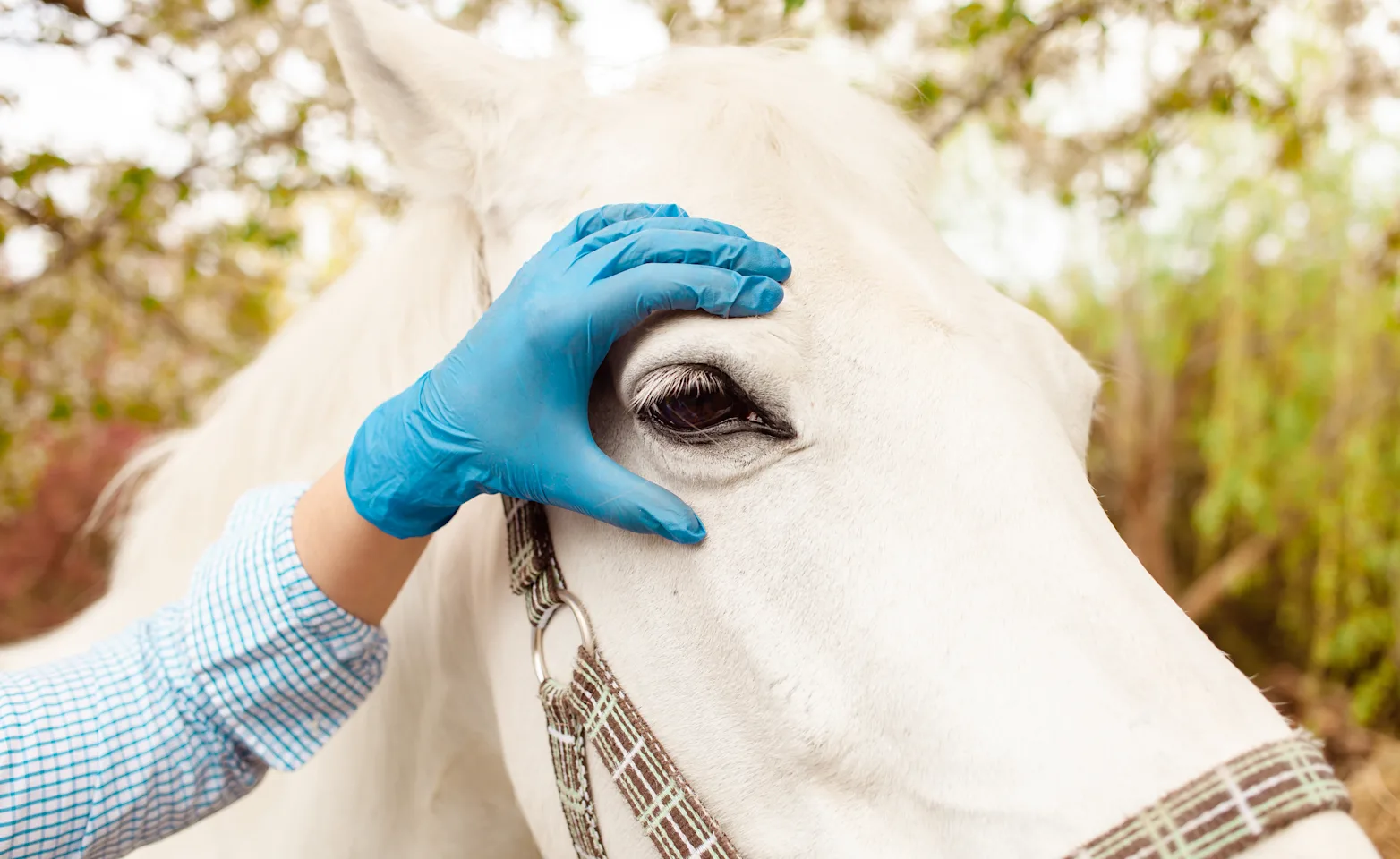 White horse having its eye examined White horse having its eye examined