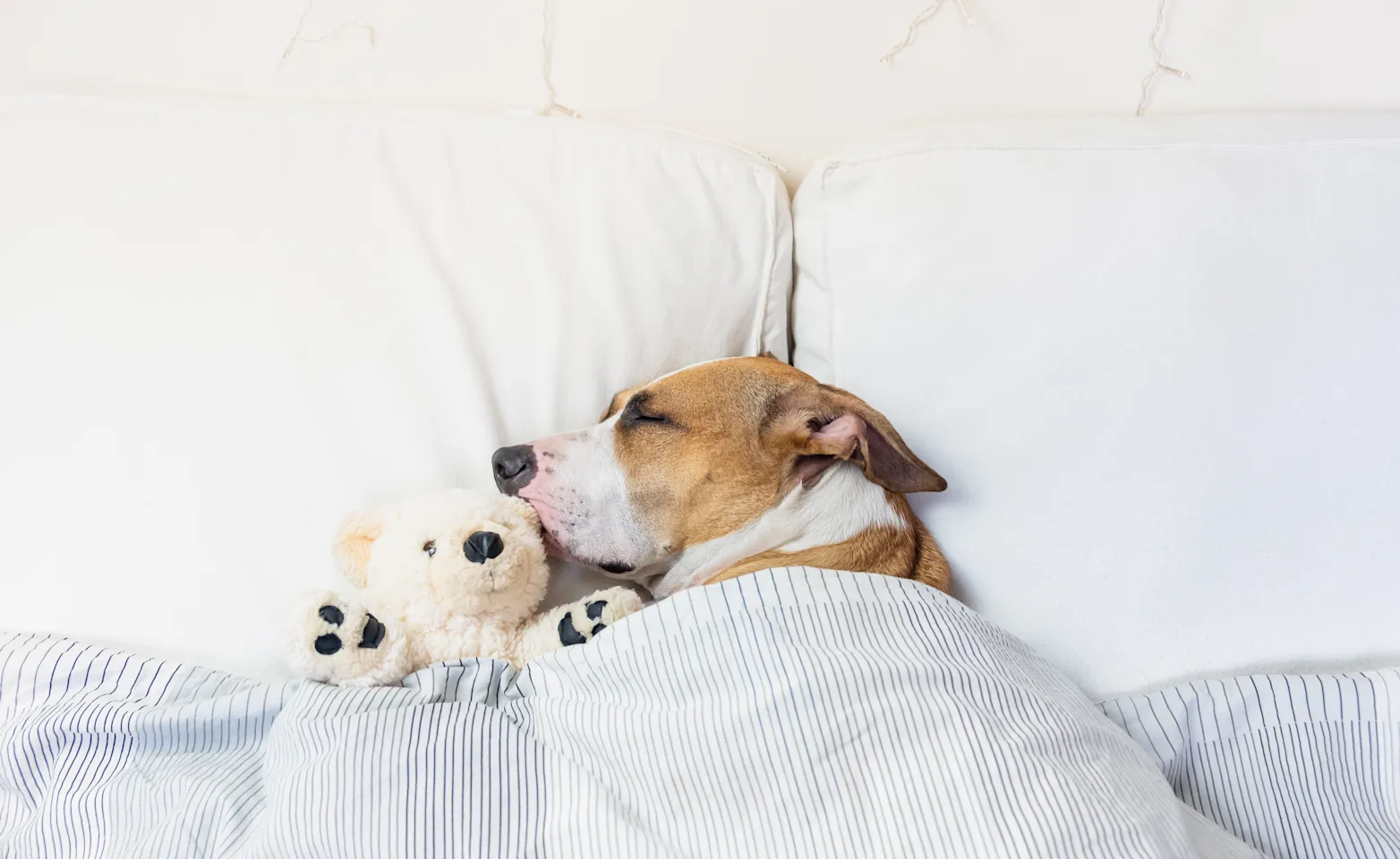 Dog Sleeping in Bed Dog Sleeping in Bed