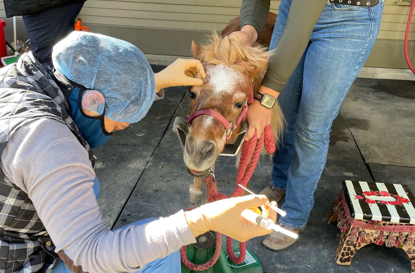 Two Veterinarians examining a small horse's eye