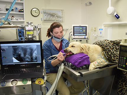 Dental exam being performed on a golden retriever. 