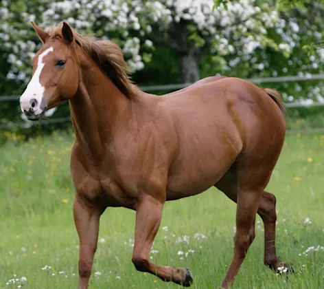 Horse trotting down grassy slope of field. Horse trotting down grassy slope of field.
