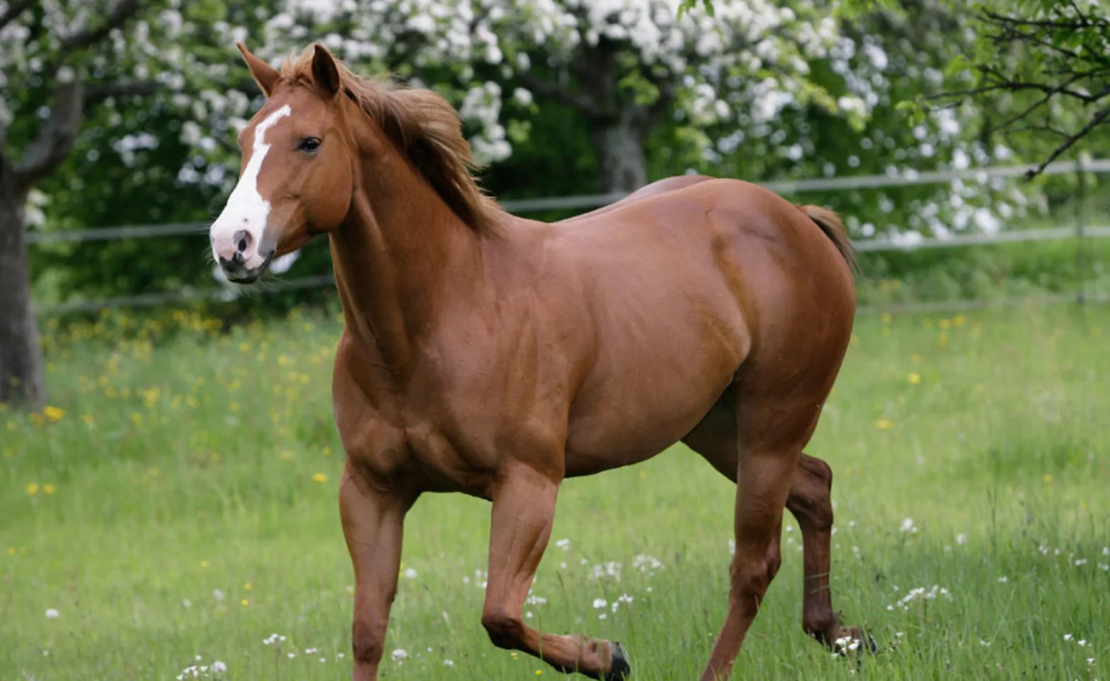 Horse trotting down grassy slope of field. Horse trotting down grassy slope of field.