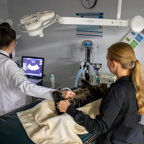 IW & MB Ultrasound IW & MB Ultrasound