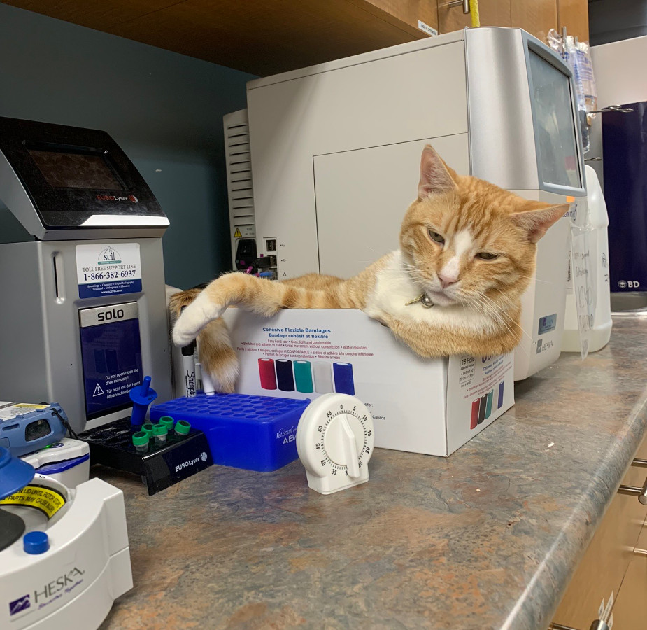  Kiko the cat in a box