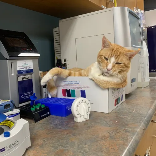 Kiko the cat in a box  Kiko the cat in a box