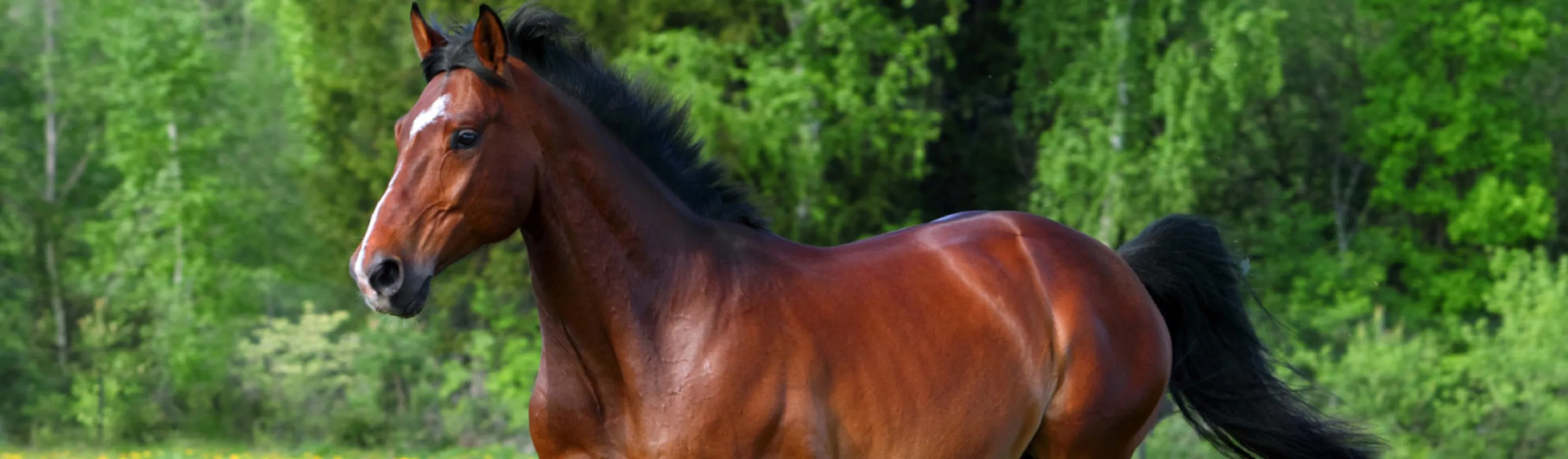 Upper half of brown horse with a green, leafy background.