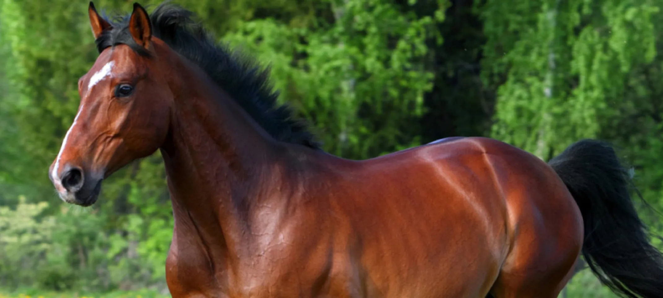 Upper half of brown horse with a green, leafy background. Upper half of brown horse with a green, leafy background.