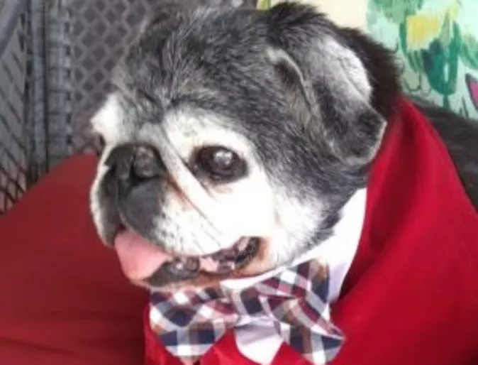 Buddy Chubb the dog with its tongue out Buddy Chubb the dog with its tongue out