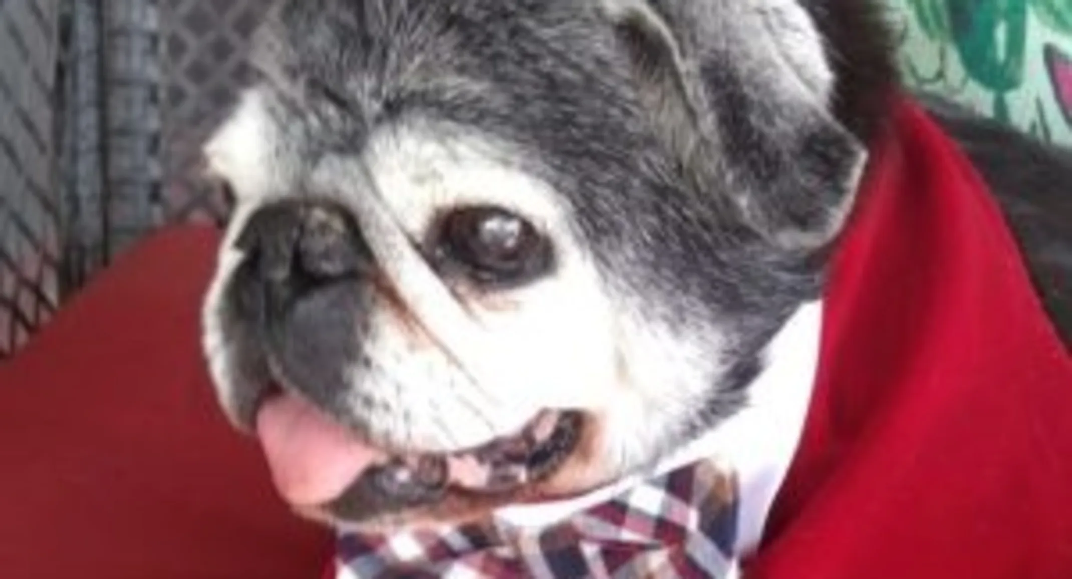 Buddy Chubb the dog with its tongue out Buddy Chubb the dog with its tongue out