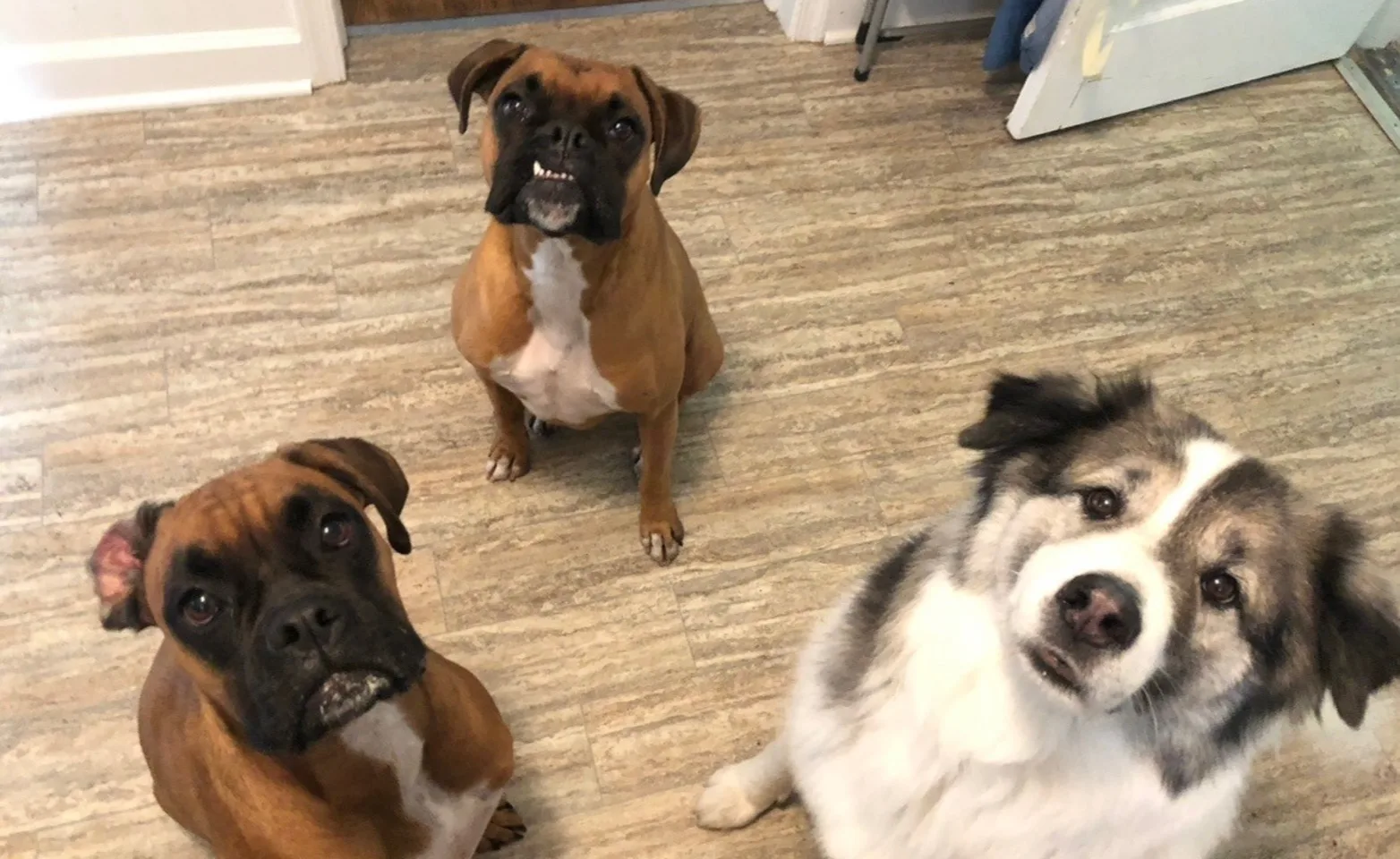 3 Dogs 3 Dogs