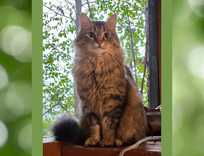 Fern, a brown cat Fern, a brown cat