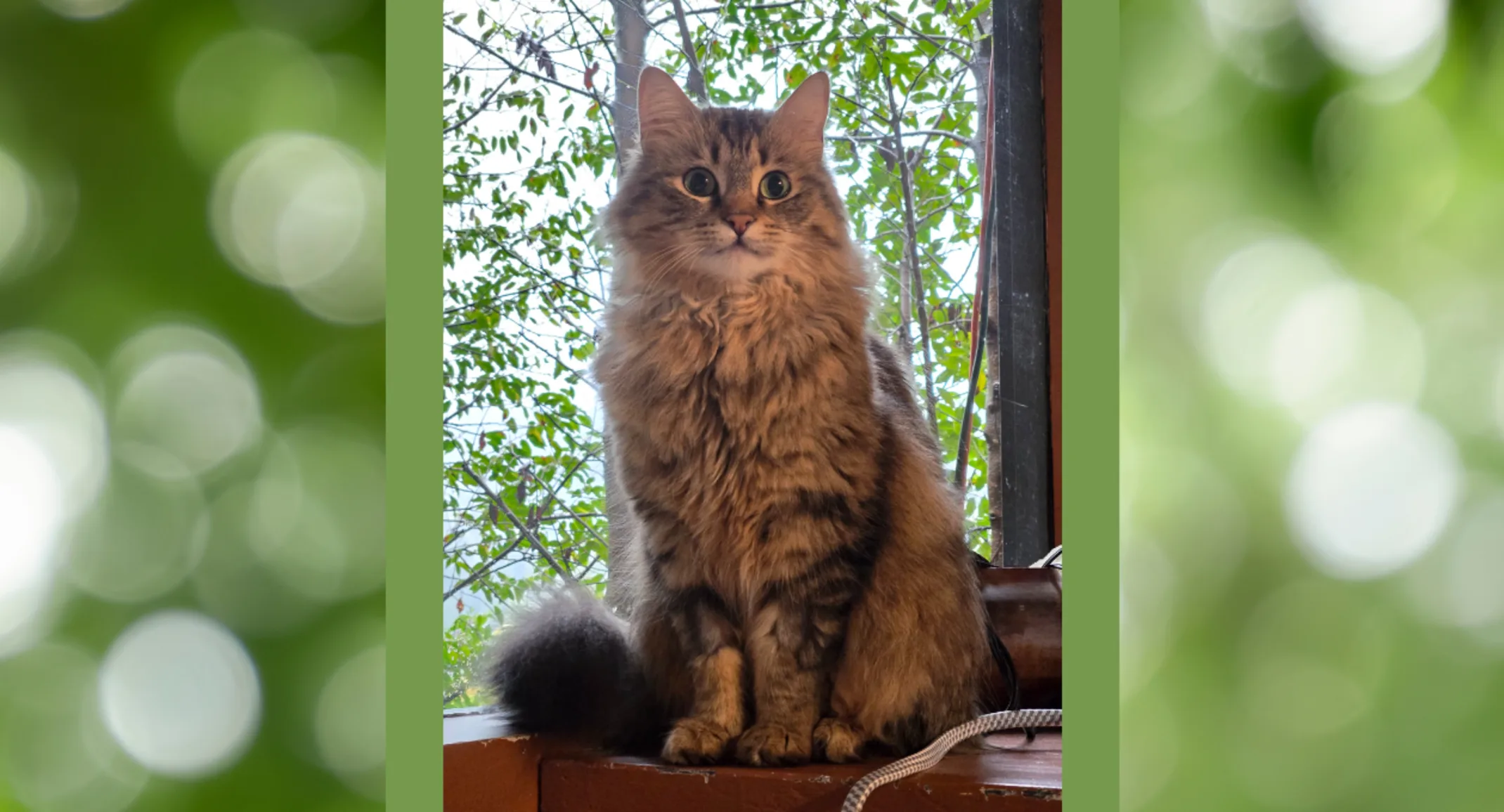 Fern, a brown cat Fern, a brown cat