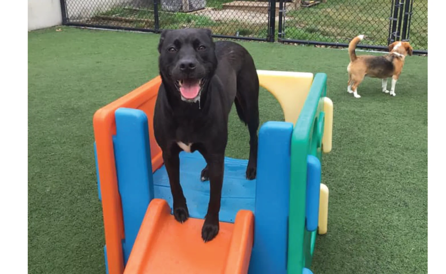 Dog on play area Dog on play area