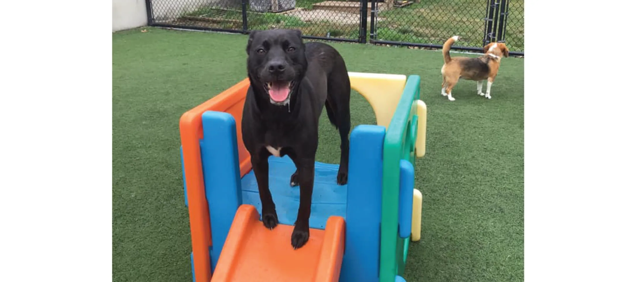 Dog on play area Dog on play area