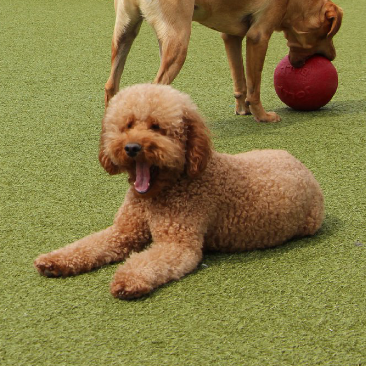 Dog laying on ground yawning