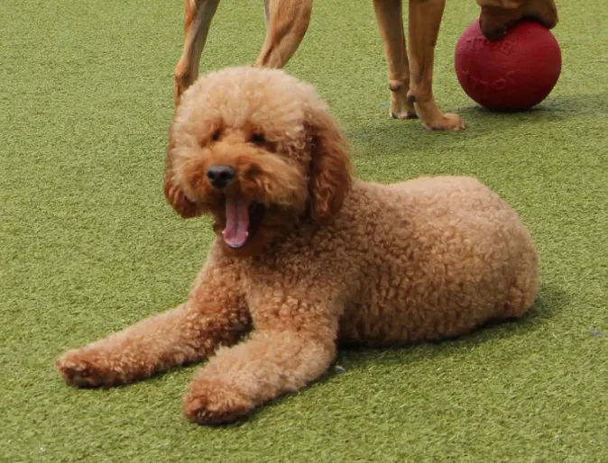 Dog laying on ground yawning