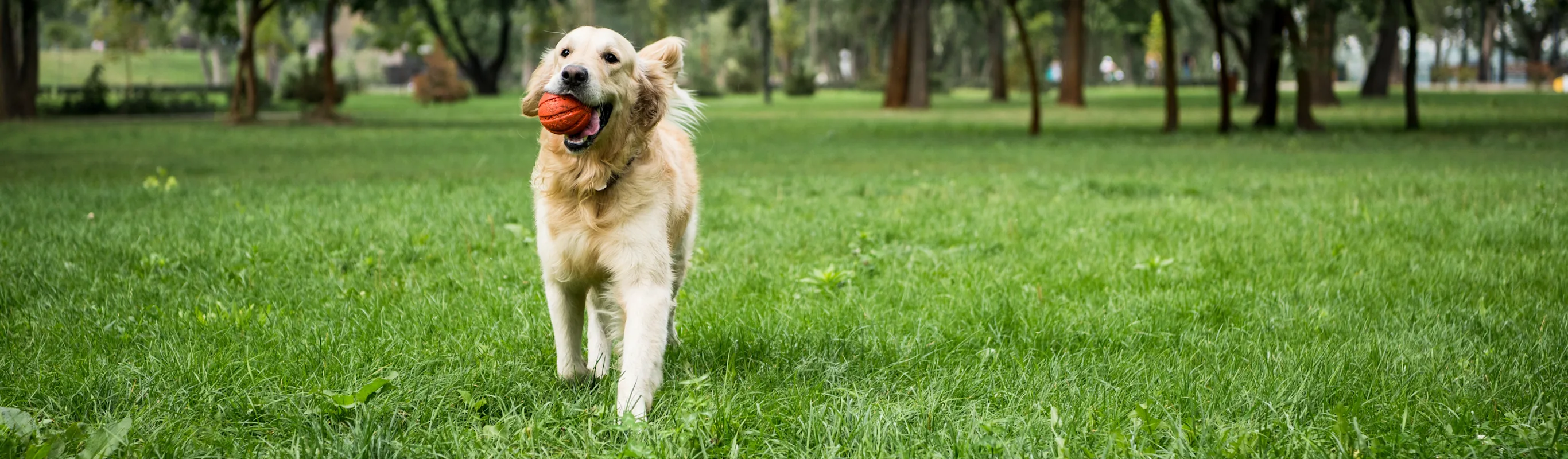 dog with ball in mouth running on grass dog with ball in mouth running on grass