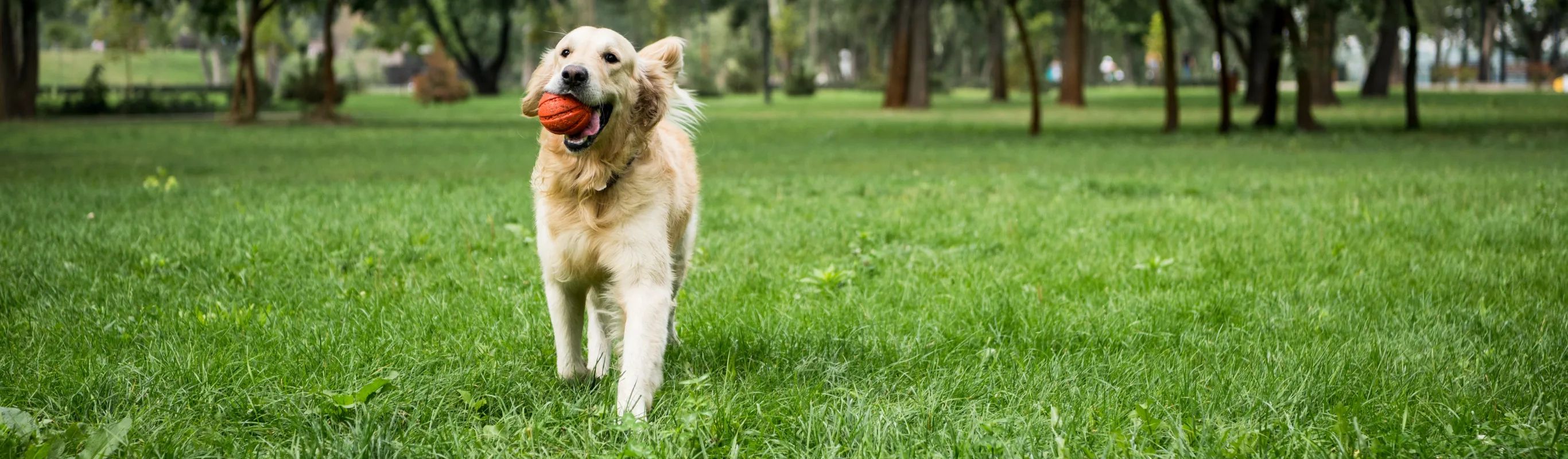 dog with ball in mouth running on grass