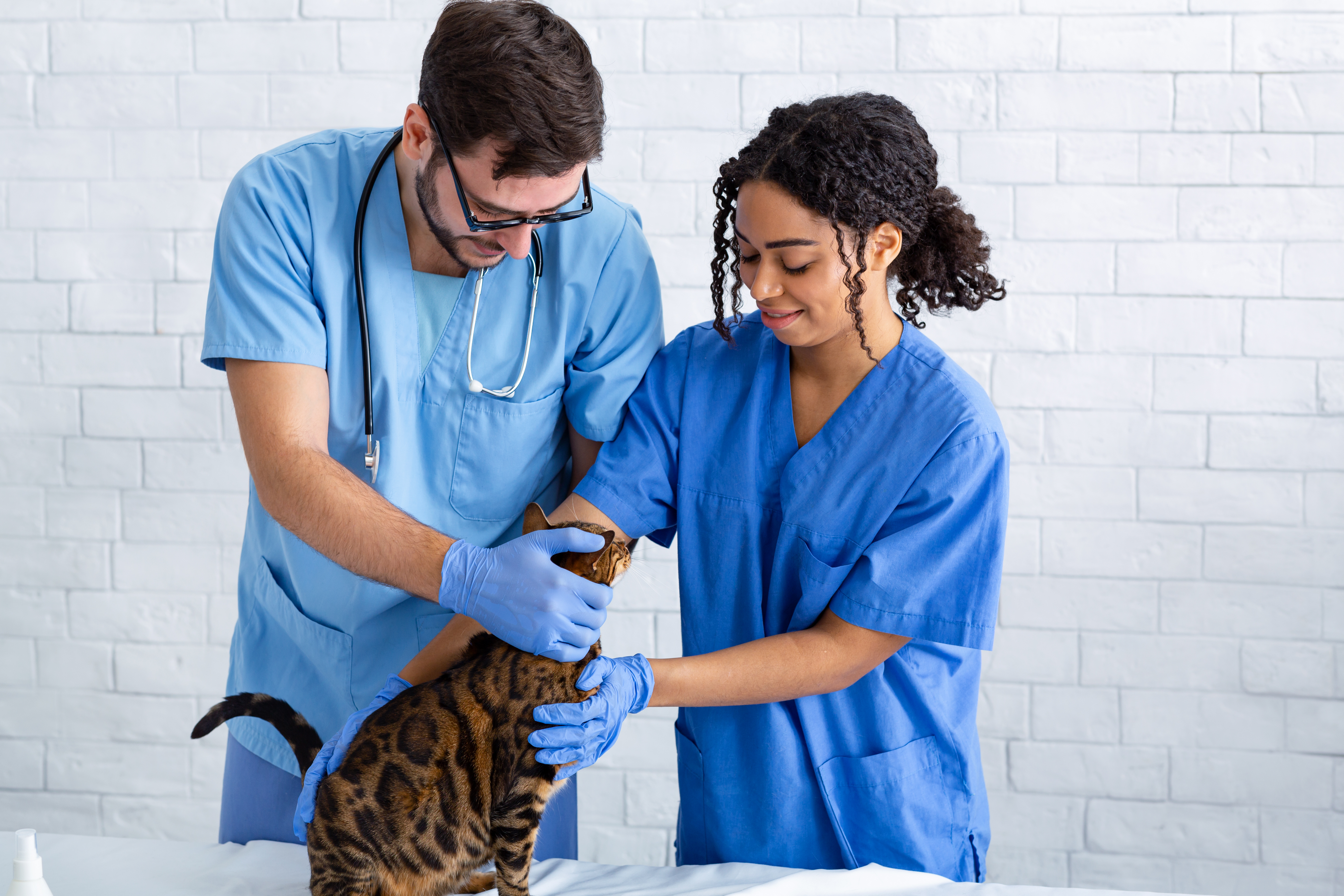 Mechanicsville Animal Hospital provides quality veterinary care for your  pets in Hanover County, VA. | Mechanicsville Animal Hospital