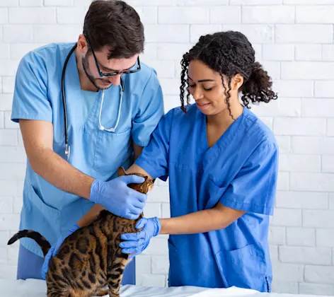 Woman and Man Checking Cat on table