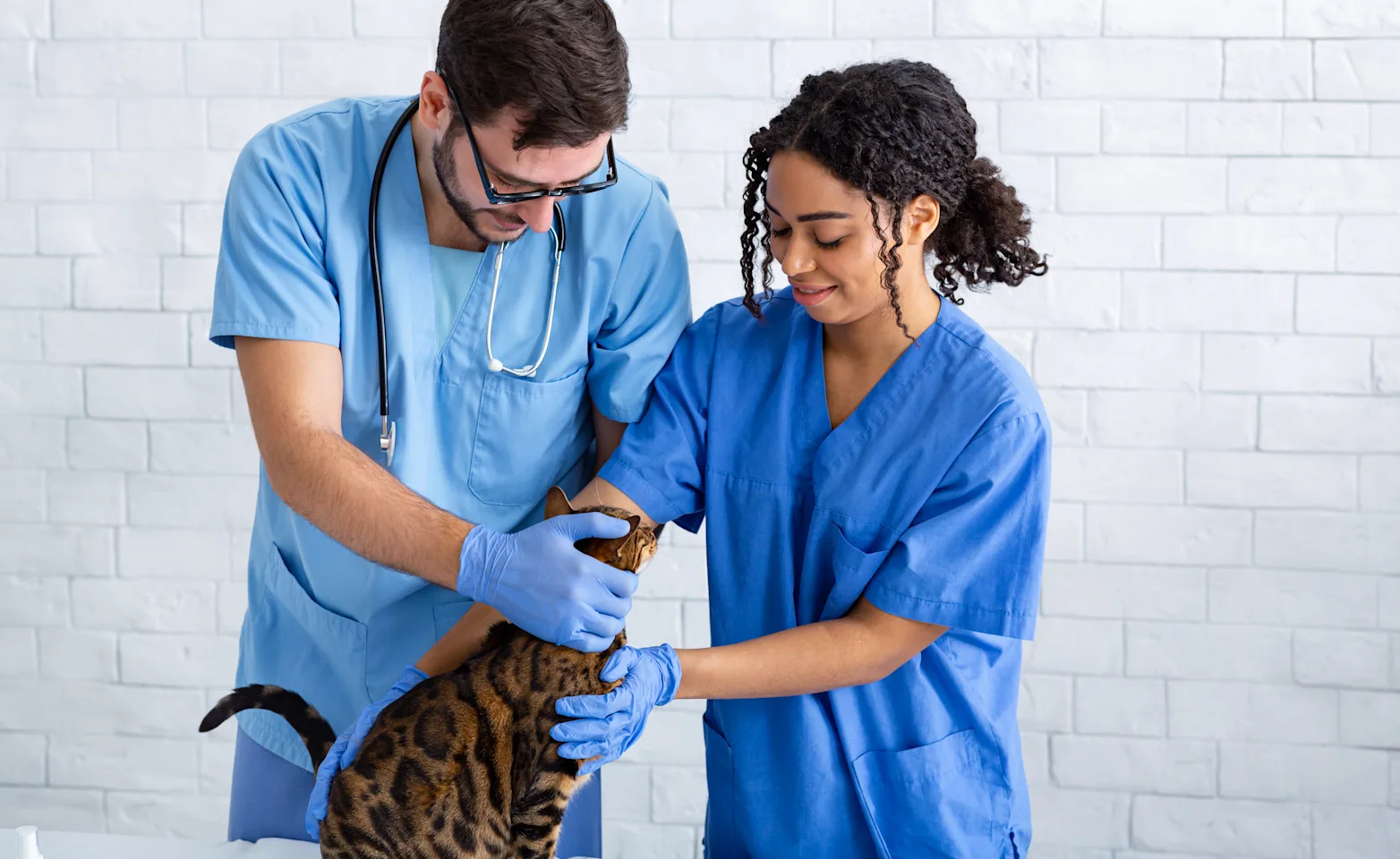 Woman and Man Checking Cat on table Woman and Man Checking Cat on table