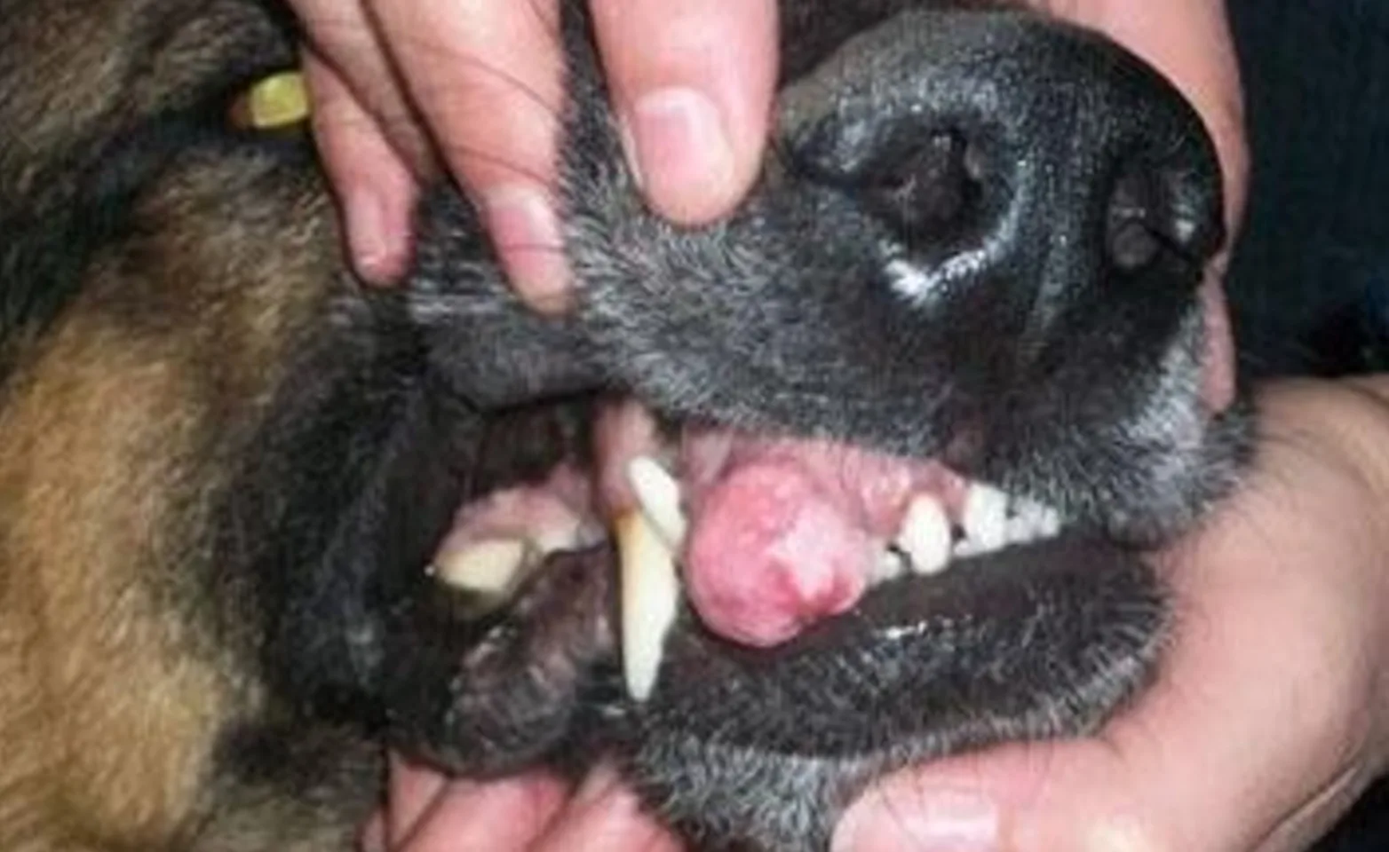 Dog with a visible tumor inside of its mouth. Dog with a visible tumor inside of its mouth.