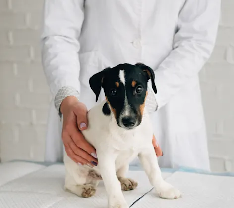Small black and white dog is getting a screening on a checkup table by a doctor. Small black and white dog is getting a screening on a checkup table by a doctor.