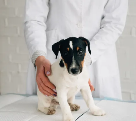 Small black and white dog is getting a screening on a checkup table by a doctor.