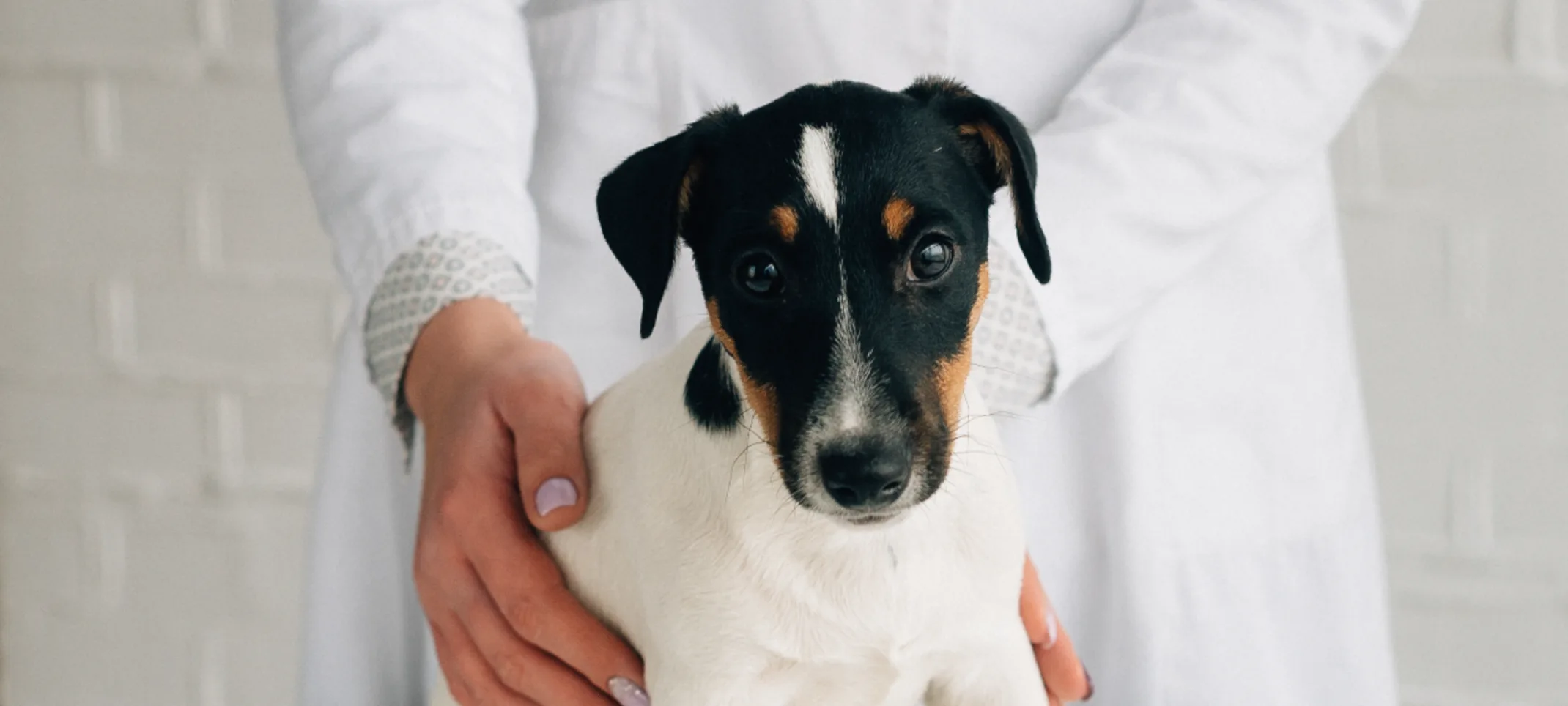Small black and white dog is getting a screening on a checkup table by a doctor. Small black and white dog is getting a screening on a checkup table by a doctor.