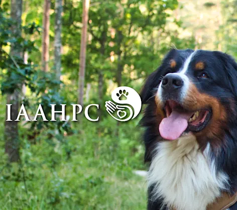 International Association for Animal Hospice and Palliative Care (IAAHPC) Logo with a shaggy calico dog on it International Association for Animal Hospice and Palliative Care (IAAHPC) Logo with a shaggy calico dog on it