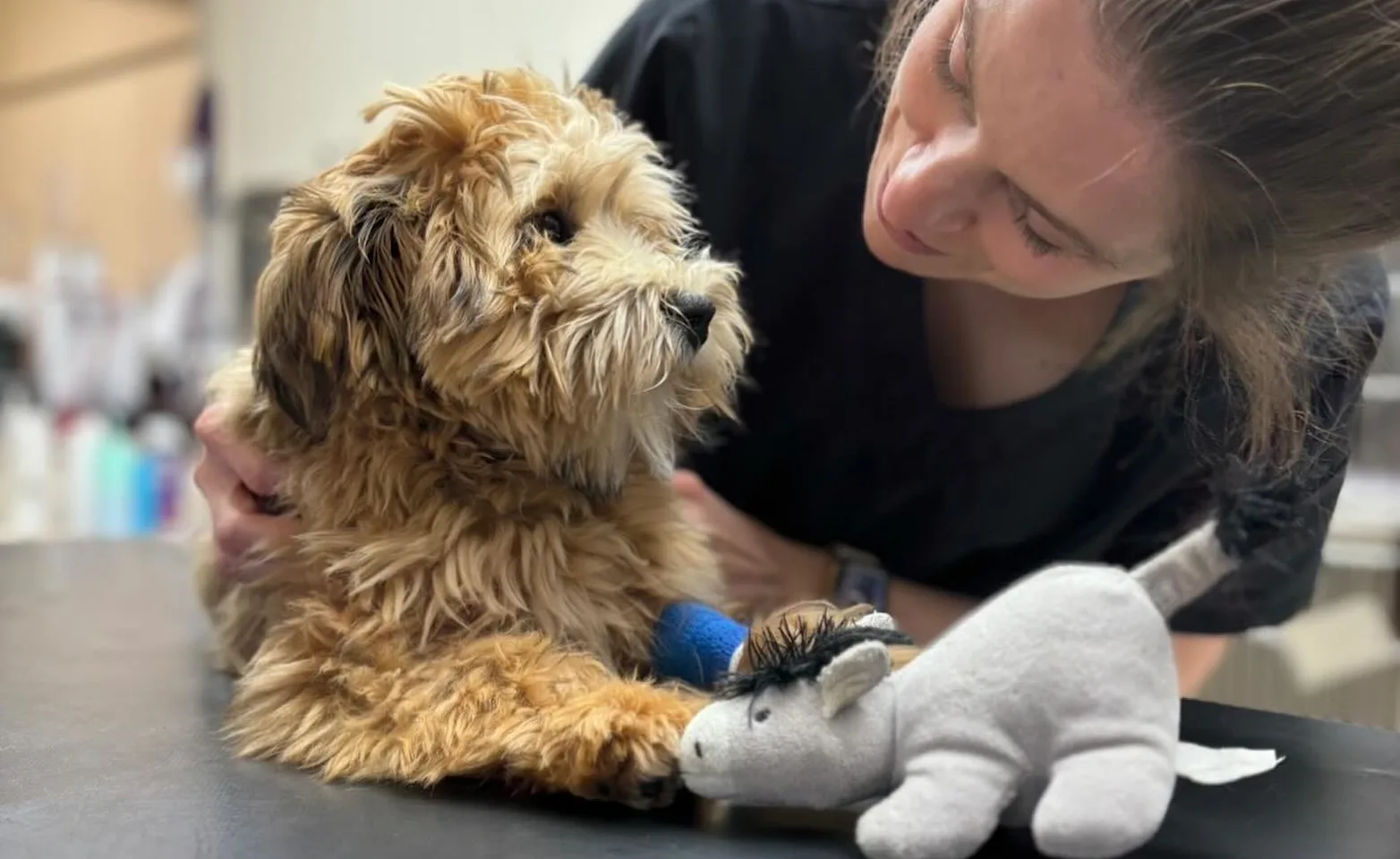 Vet looking at dog Vet looking at dog