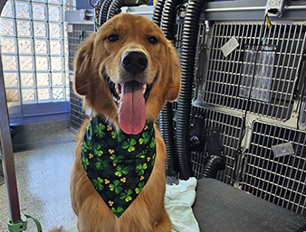 Retriever smiling with bandana after a groom