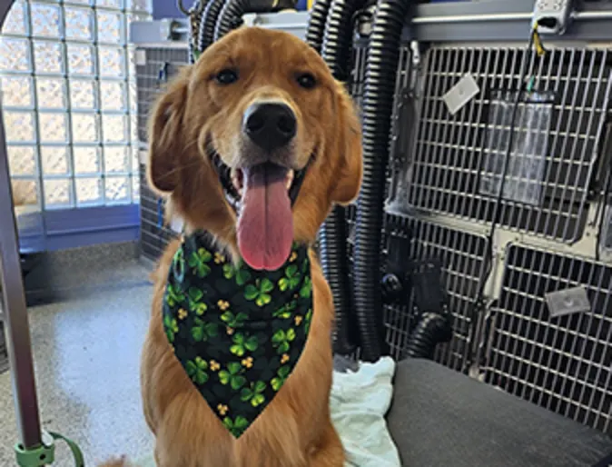 Retriever smiling with bandana after a groom Retriever smiling with bandana after a groom