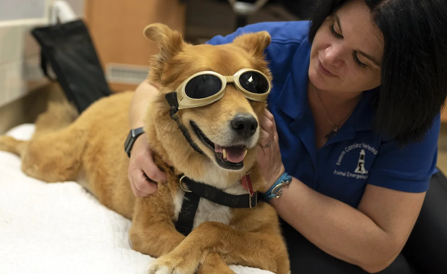 A dog with eye protection and a staff member A dog with eye protection and a staff member