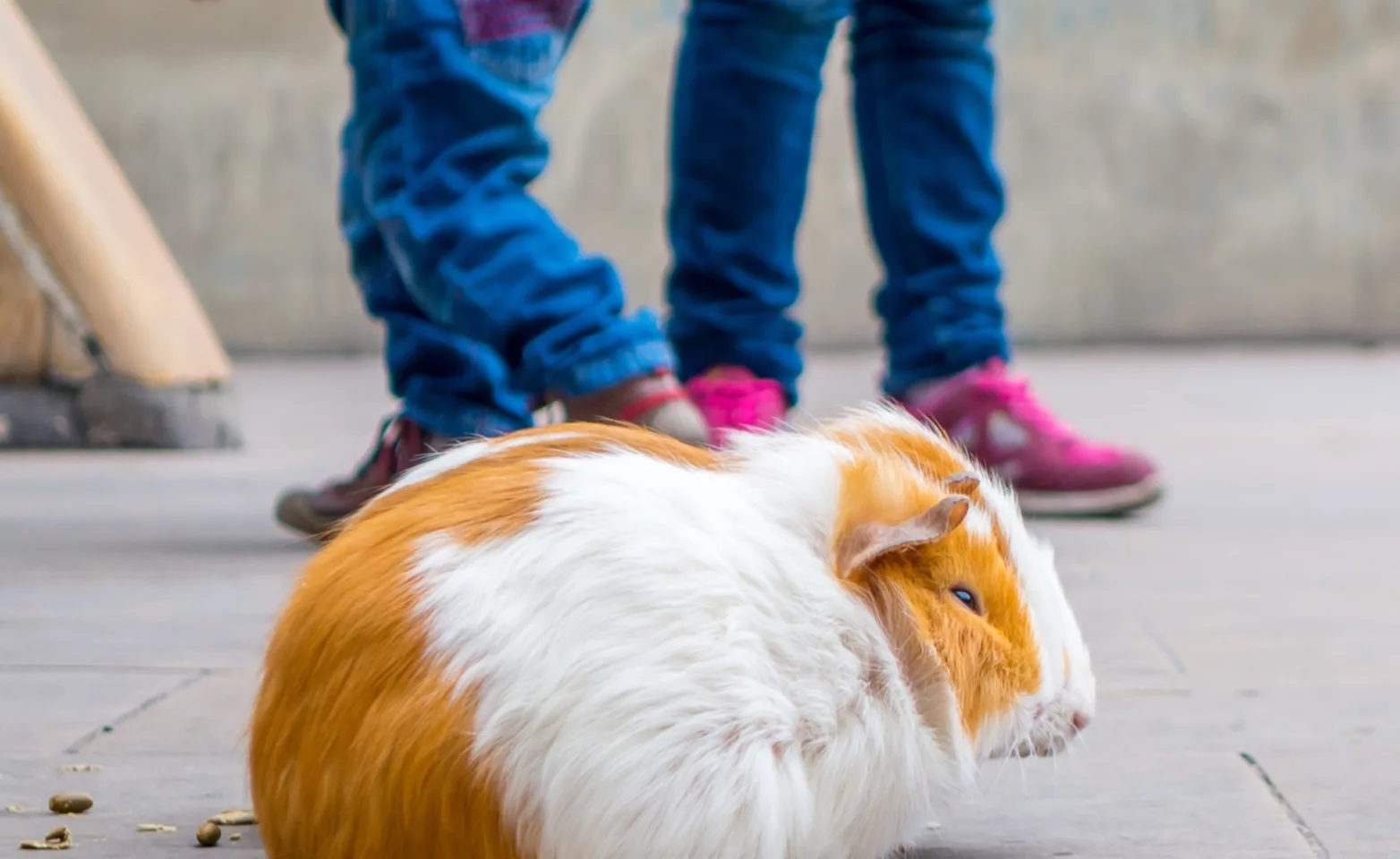 Guineapig on sidewalk