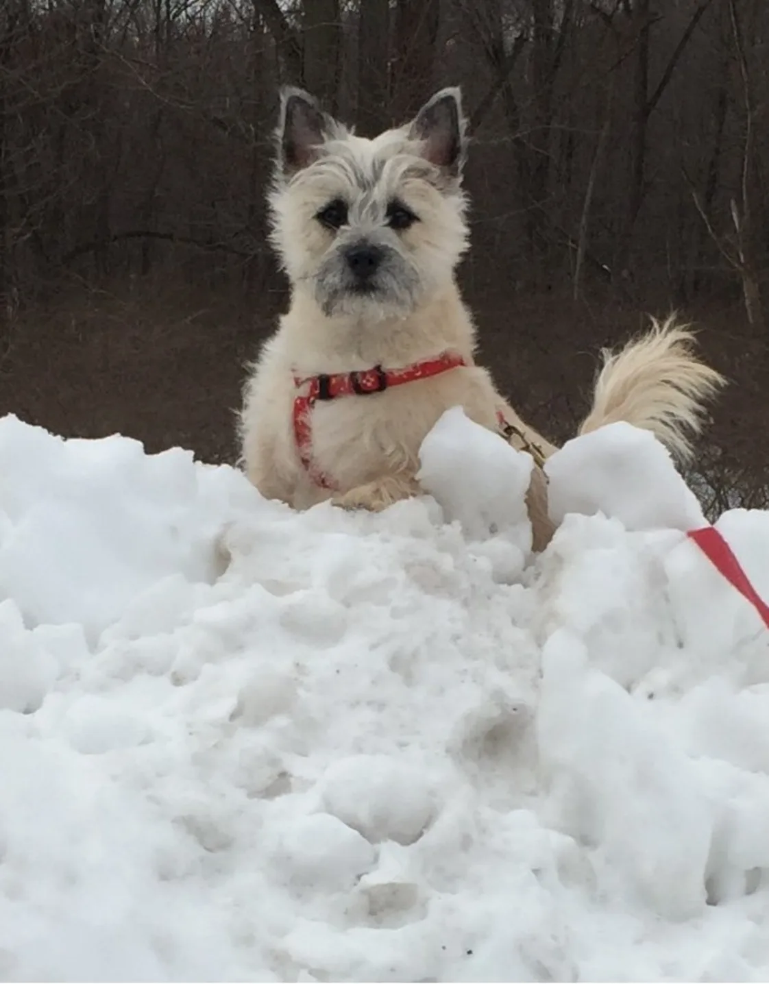 Charlie at Marbletown Animal Hospital Charlie at Marbletown Animal Hospital