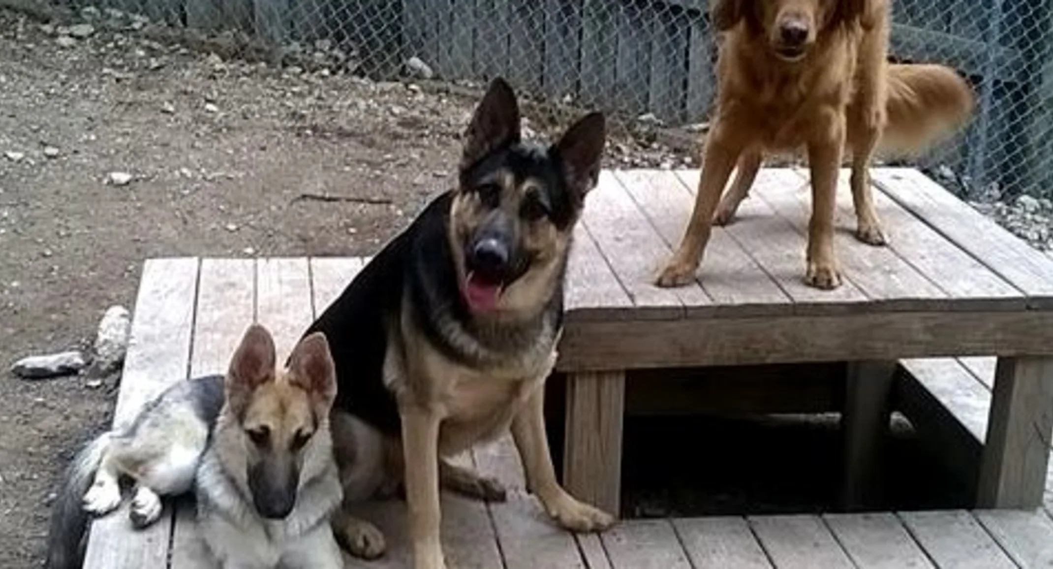 3 dogs sit on a 2-tiered wooden structure outside