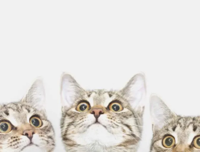 3 White/Brown Cats Looking Up 3 White/Brown Cats Looking Up