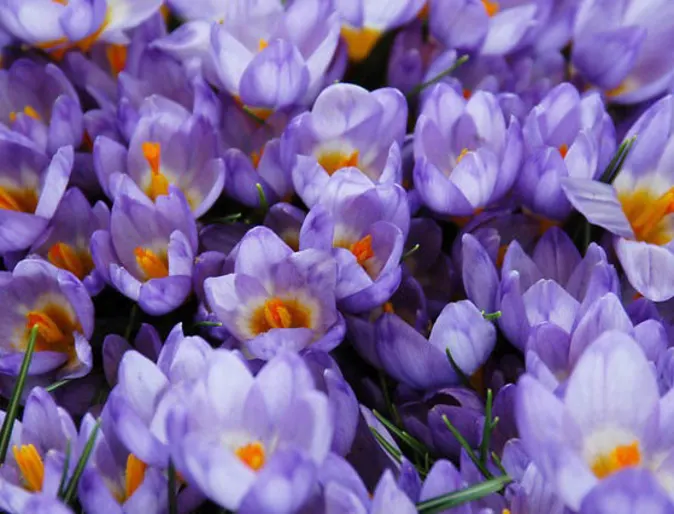 Purple crocus flowers Purple crocus flowers