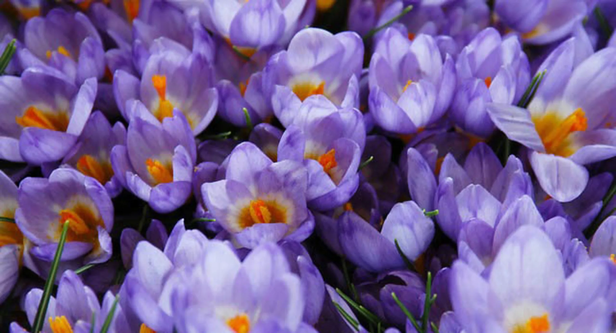 Purple crocus flowers Purple crocus flowers