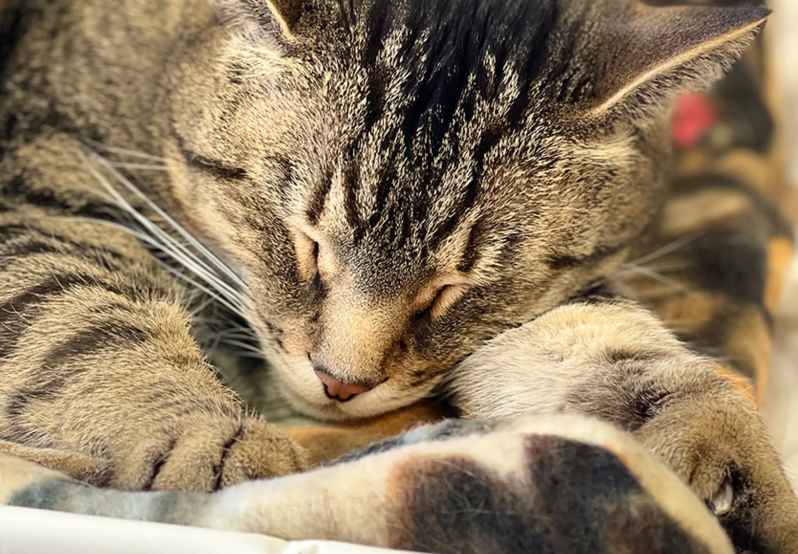 Walt the Cat sleeping Walt the Cat sleeping