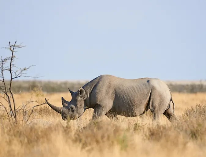 Rhino in its natural habitat. Rhino in its natural habitat.