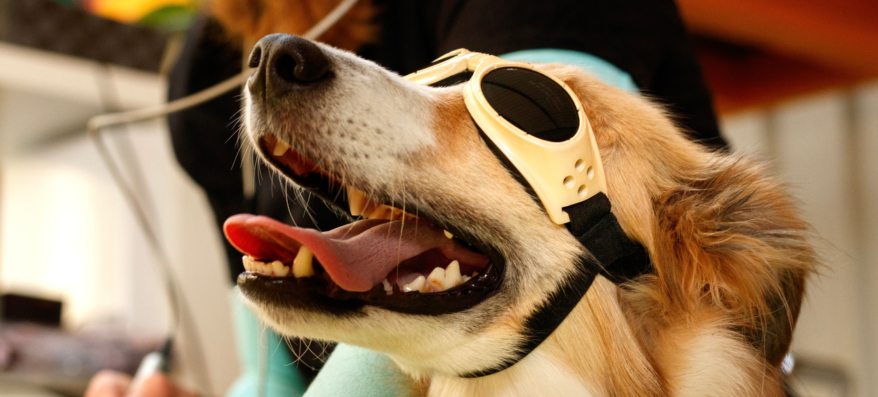 Dog Wearing Yellow Protective Sunglasses